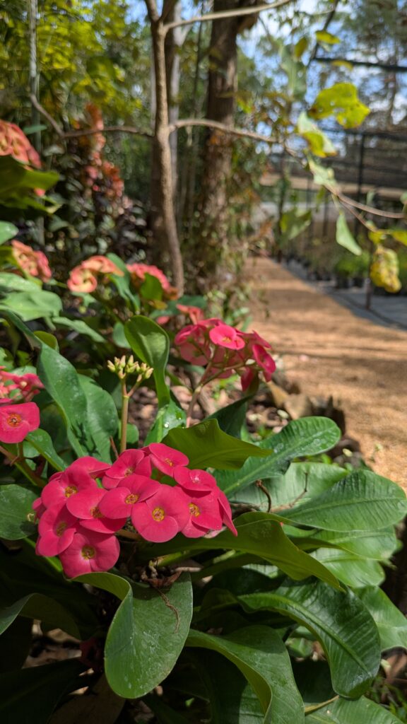 Inspiring gardens nursery herbert darwin plant