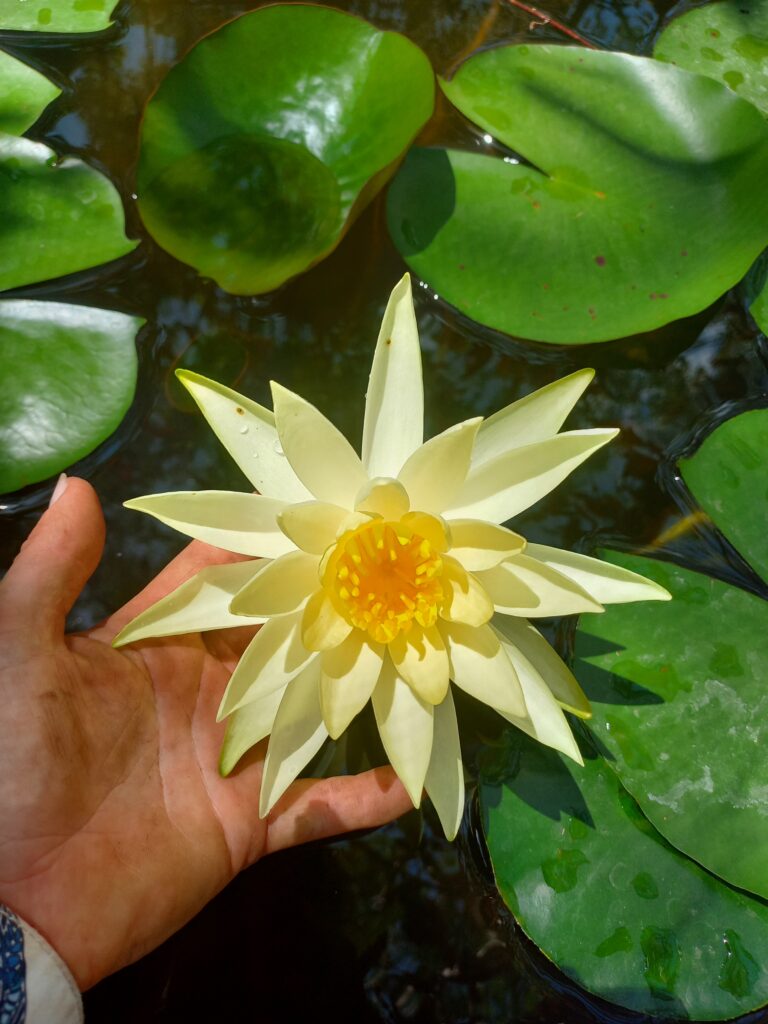 plants flowers nursery inspiring gardens darwin humpty doo herbert