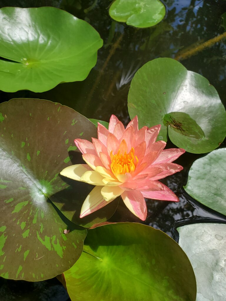 nursery inspiring gardens herbert darwin humpty doo backyard plant flower