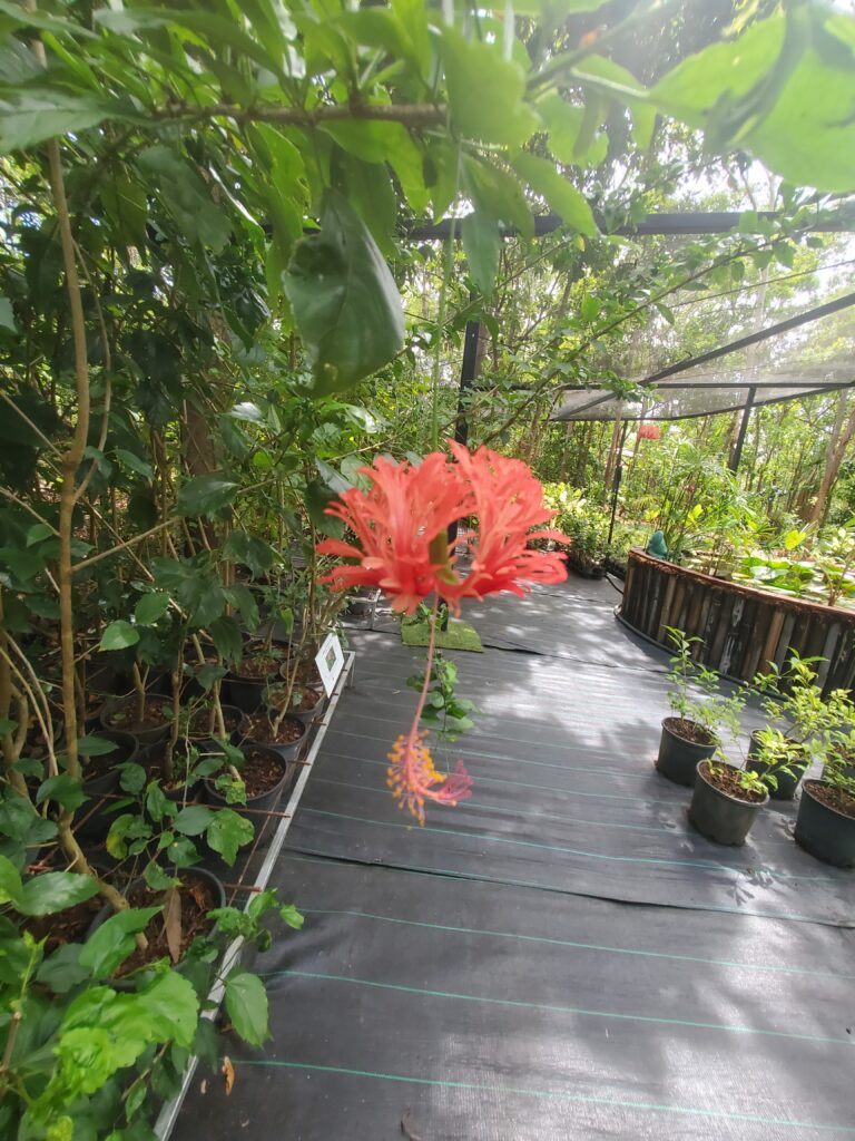 nursery inspiring gardens herbert darwin humpty doo