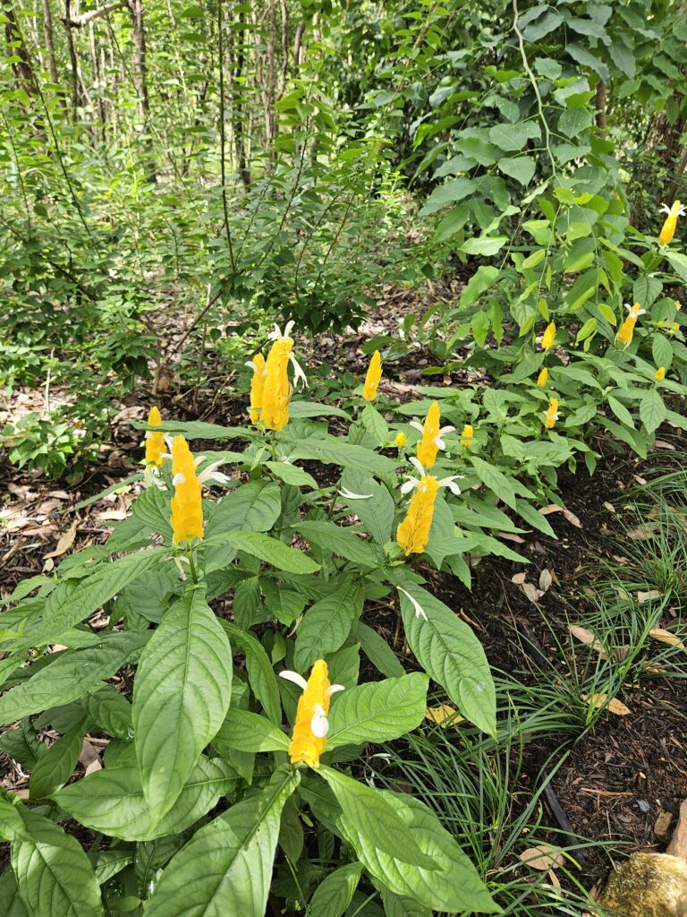 plant backyard nursery darwin humpty doo