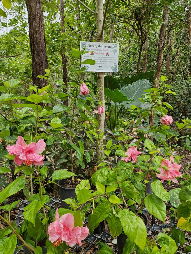 nursery inspiring gardens herbert darwin humpty doo our plants