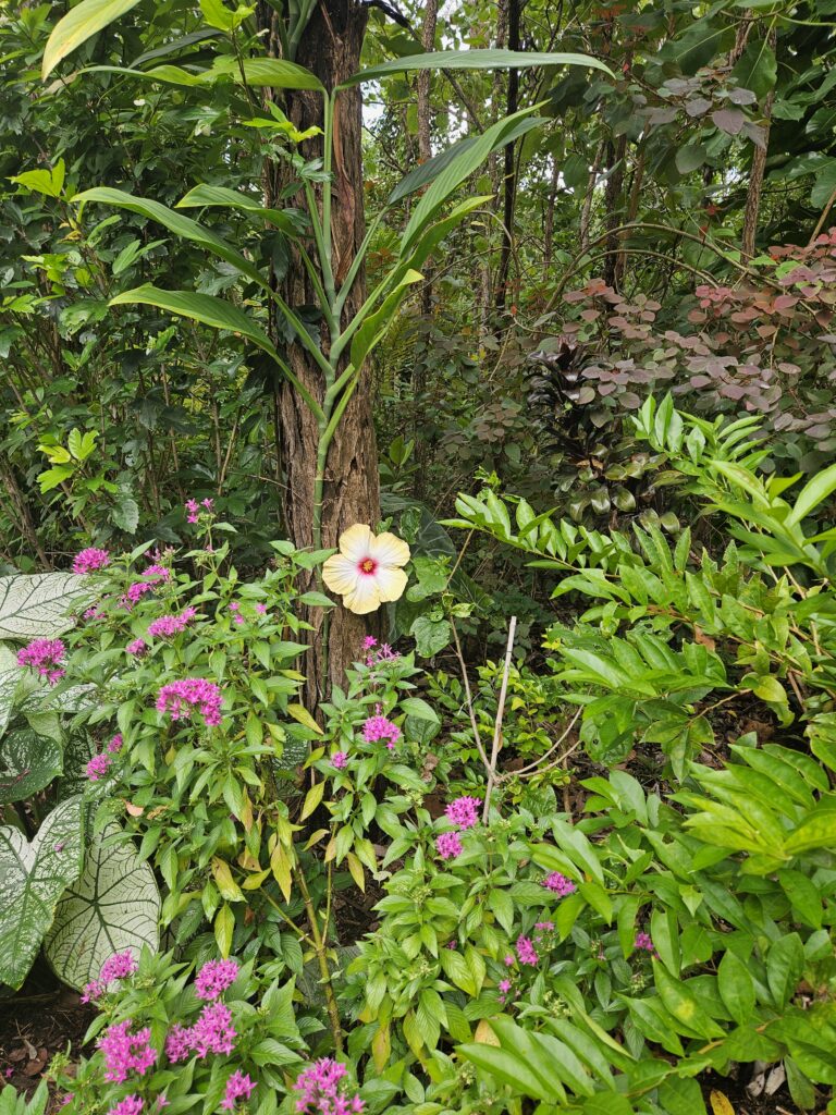 flowers plants nursery darwin herbert humpty doo