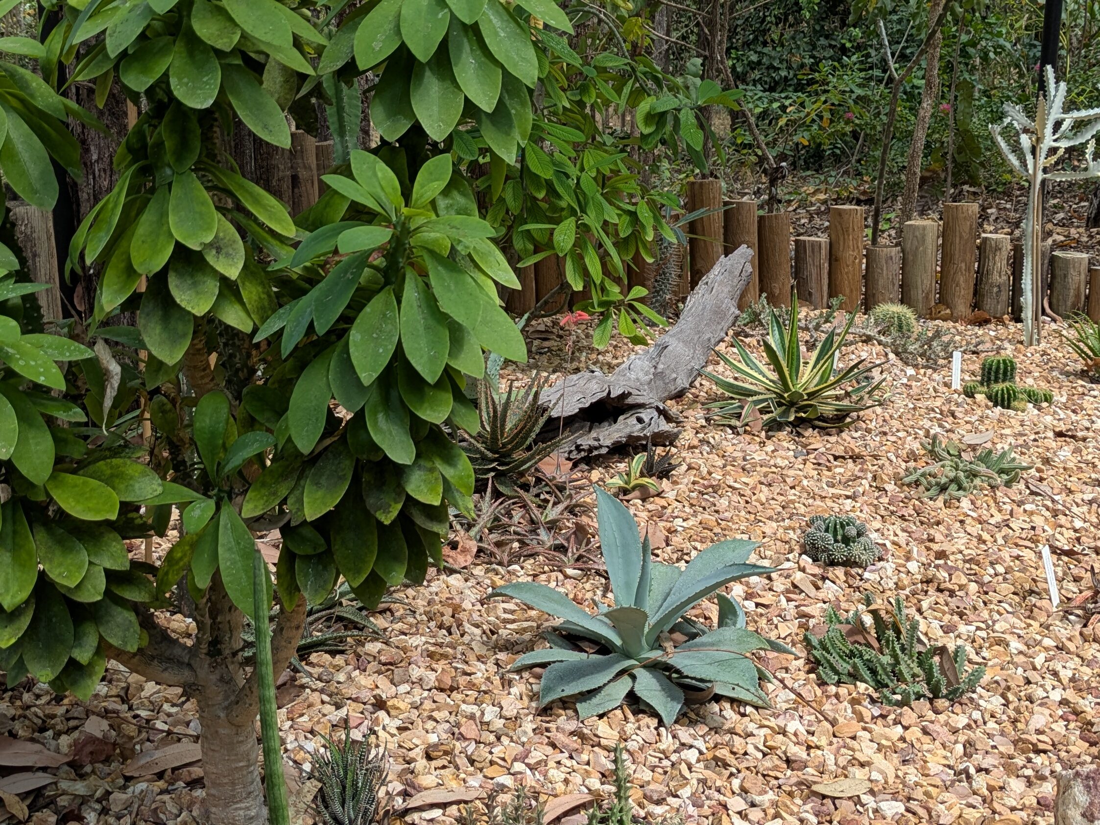 inspiring gardens nursery herbet humpy doo darwin plants