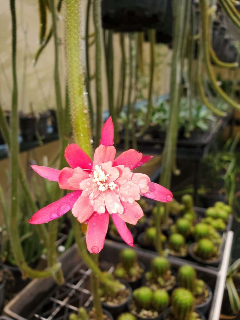 flowers plants humpty doo backyard nursery