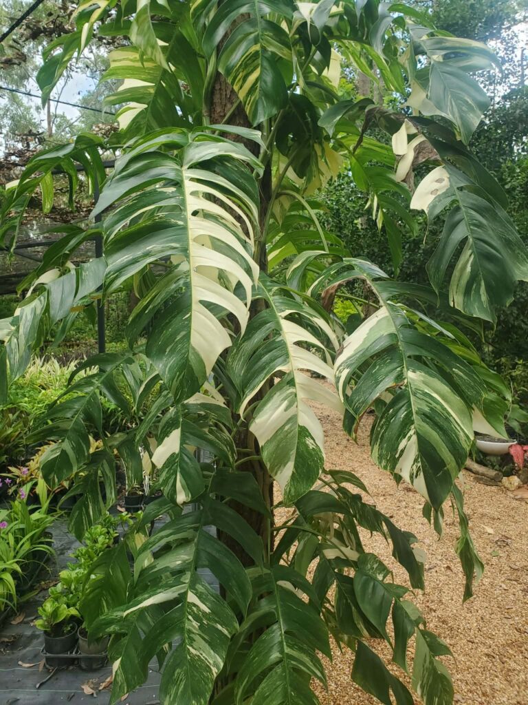 nursery inspiring gardens herbert darwin humpty doo
