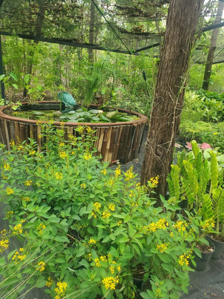 nursery inspiring gardens herbert darwin humpty doo