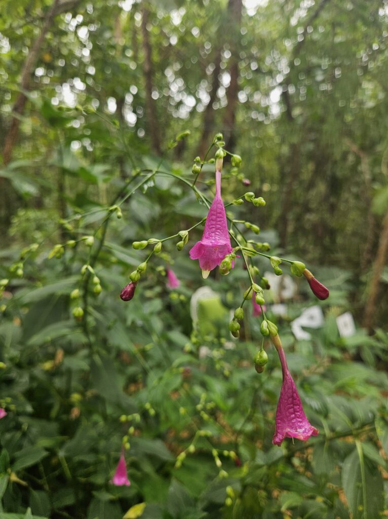 Chinese Rain Bell top end plant nusery darwin