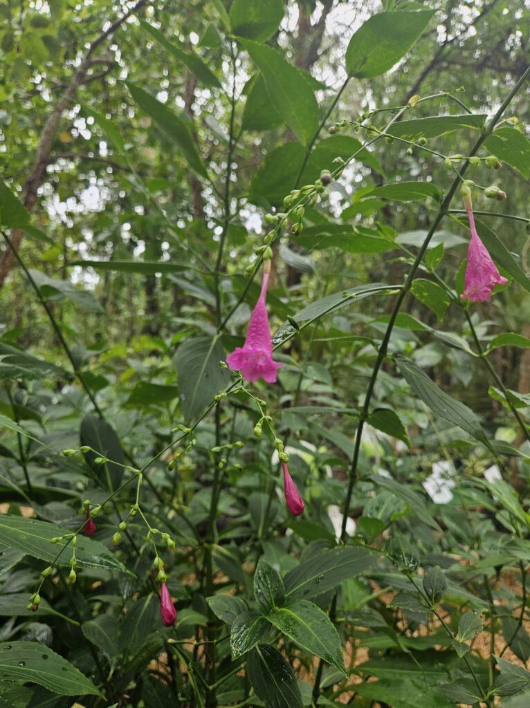 Chinese Rain Bell top end plant nusery darwin