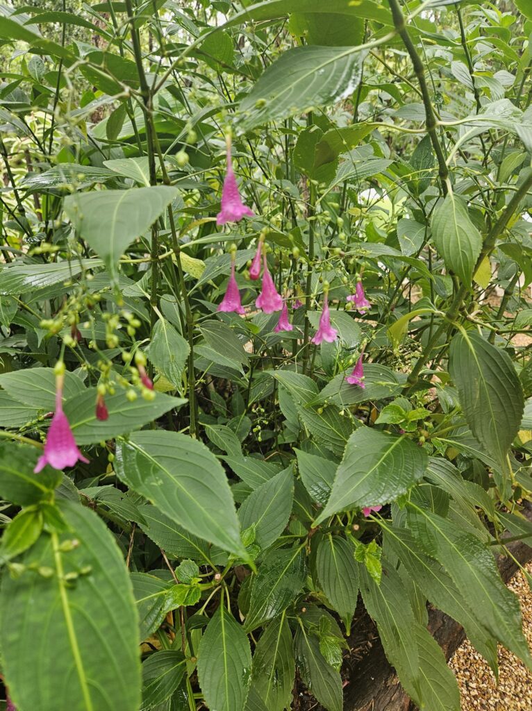 Chinese Rain Bell top end plant nusery darwin