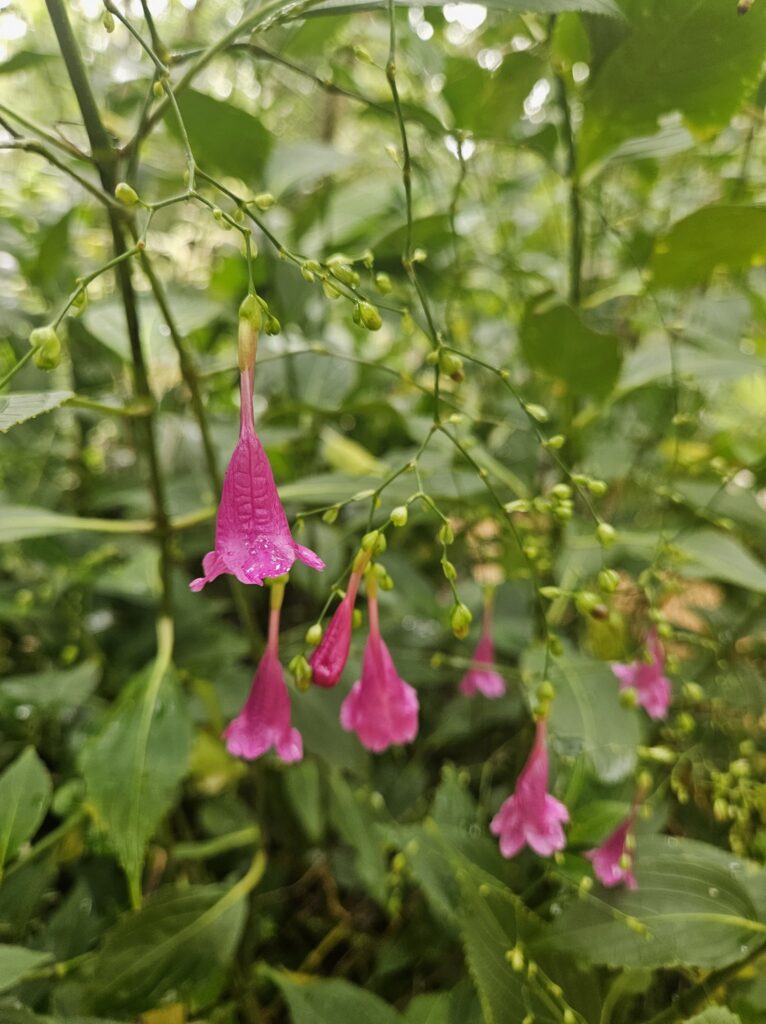 Chinese Rain Bell top end plant nusery darwin
