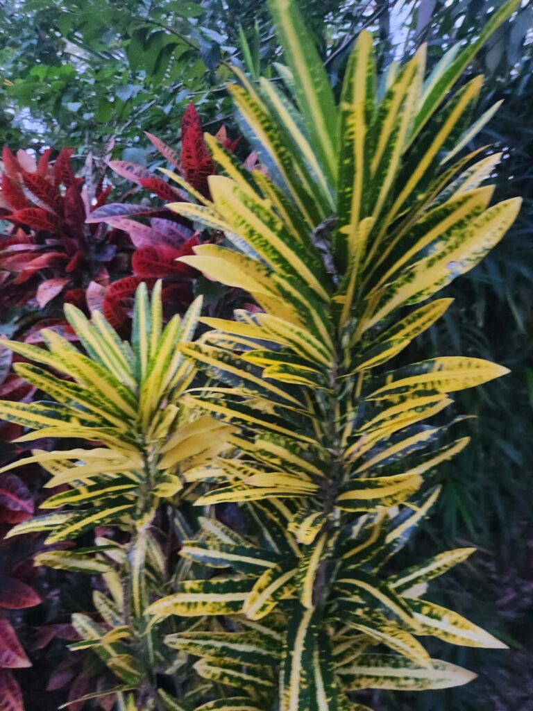 Crotons backyard nursery Top End tropical plants Herbert NT