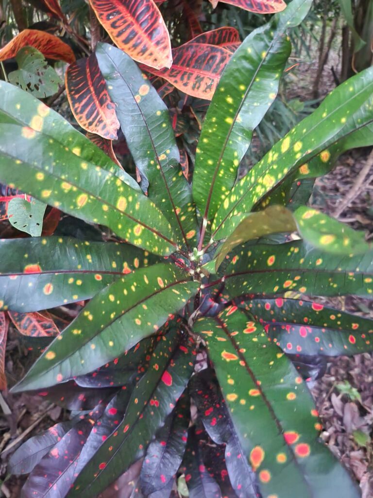 Crotons backyard nursery Top End tropical plants Herbert NT
