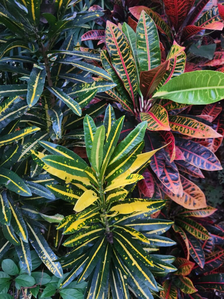 Crotons backyard nursery Top End tropical plants Herbert NT