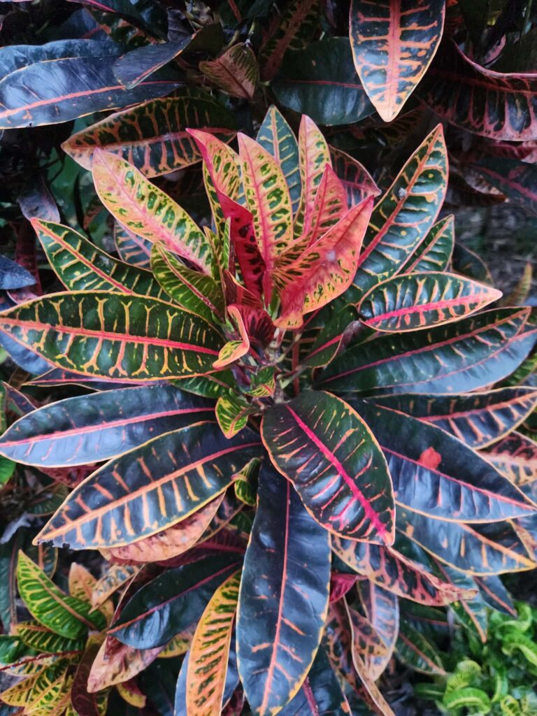 Crotons backyard nursery Top End tropical plants Herbert NT