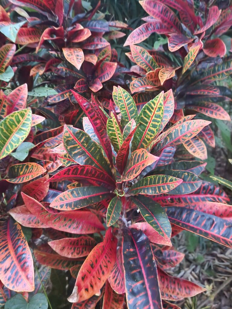 Crotons backyard nursery Top End tropical plants Herbert NT