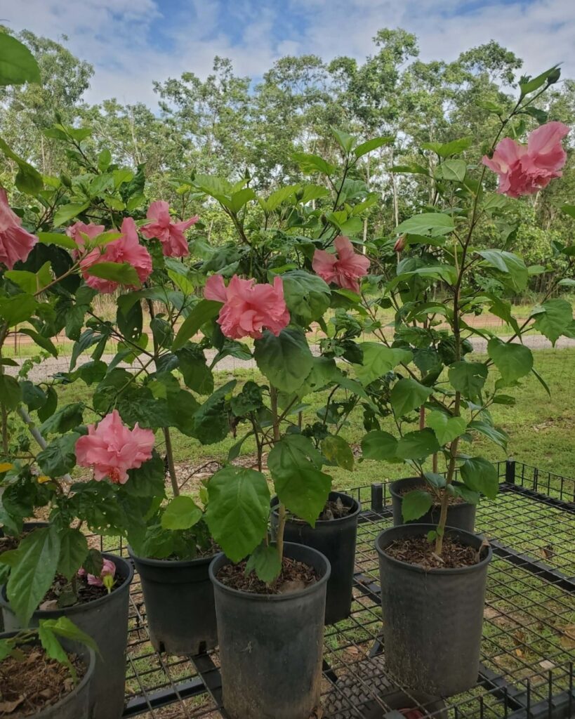 Mrs George Davis Hibiscus nursery plant nursery darwin