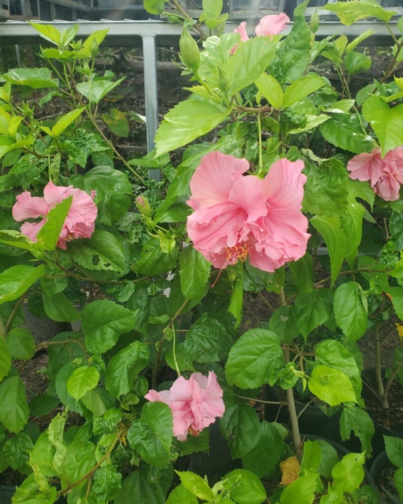 Mrs George Davis Hibiscus nursery plant nursery darwin