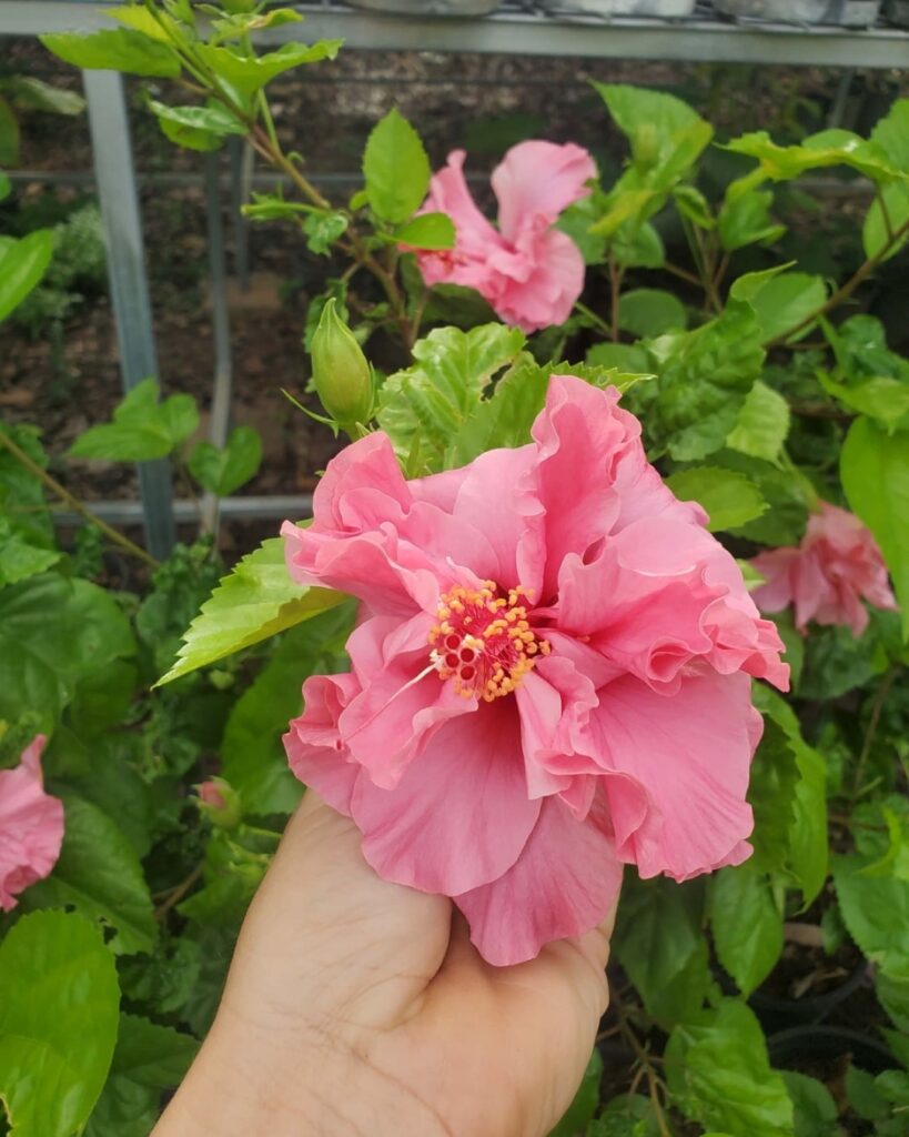 Mrs George Davis Hibiscus nursery plant nursery darwin