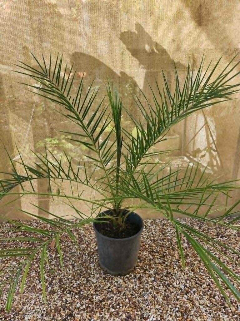 Canary Island Date Palm backyard nursery inspring gardens plant darwin humpty doo herbert