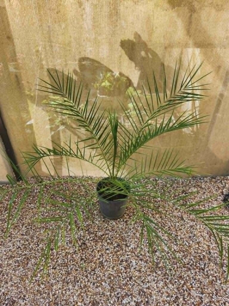 Canary Island Date Palm backyard nursery inspring gardens plant darwin humpty doo herbert