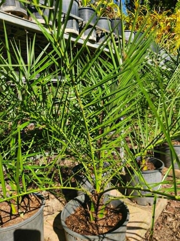Canary Island Date Palm backyard nursery inspring gardens plant darwin humpty doo herbert