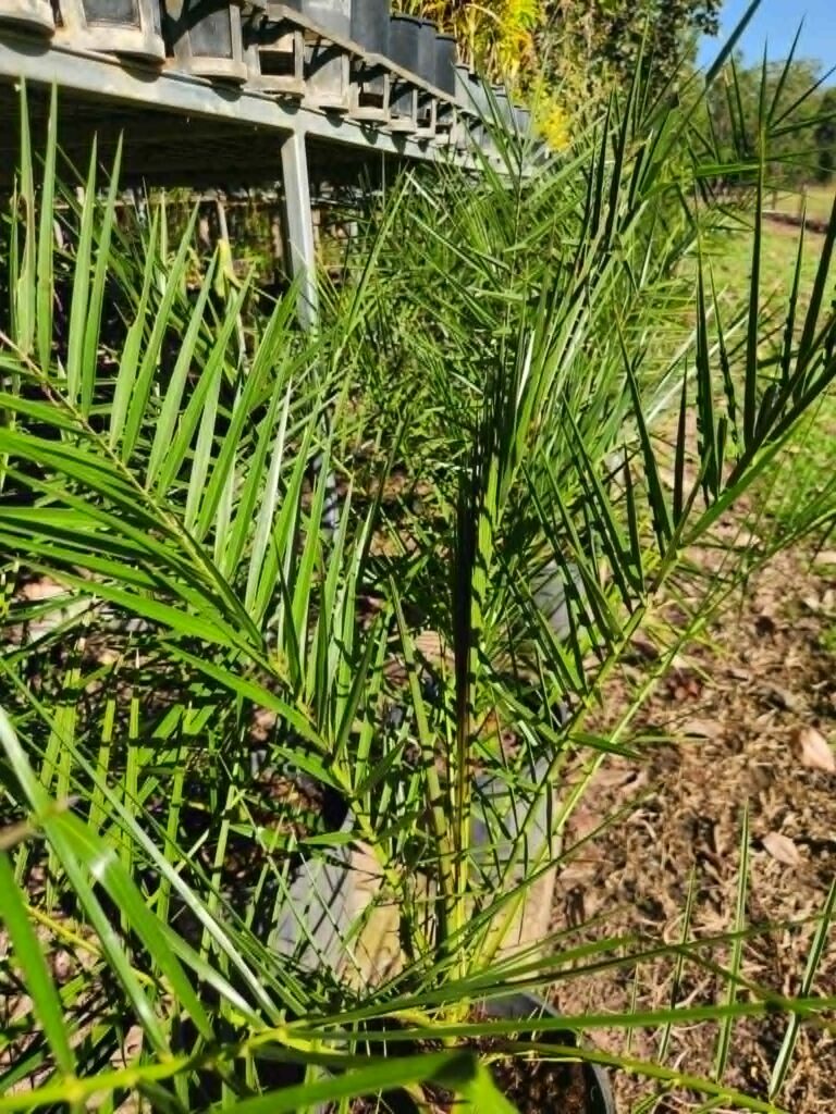 Canary Island Date Palm backyard nursery inspring gardens plant darwin humpty doo herbert